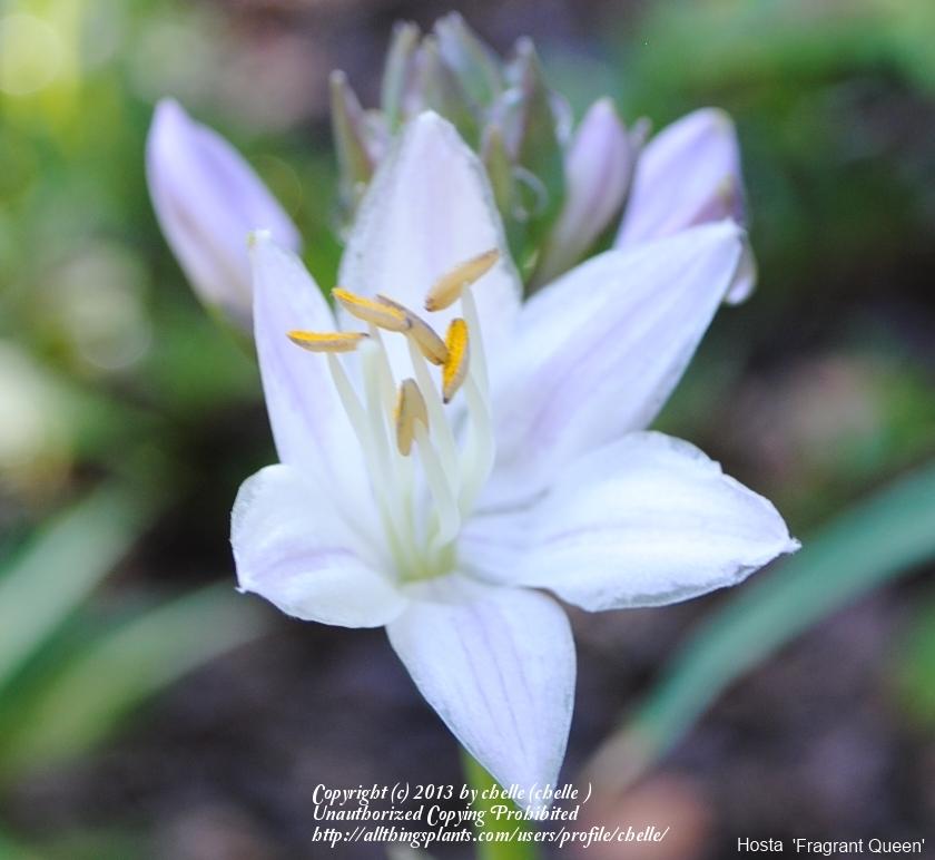Photo of Hosta 'Fragrant Queen' uploaded by chelle