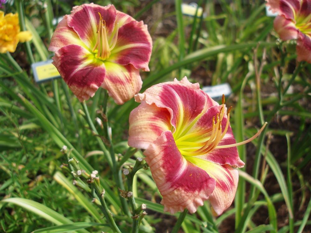 Photo of Daylily (Hemerocallis 'Hat's Off to Sue') uploaded by snickerspooh