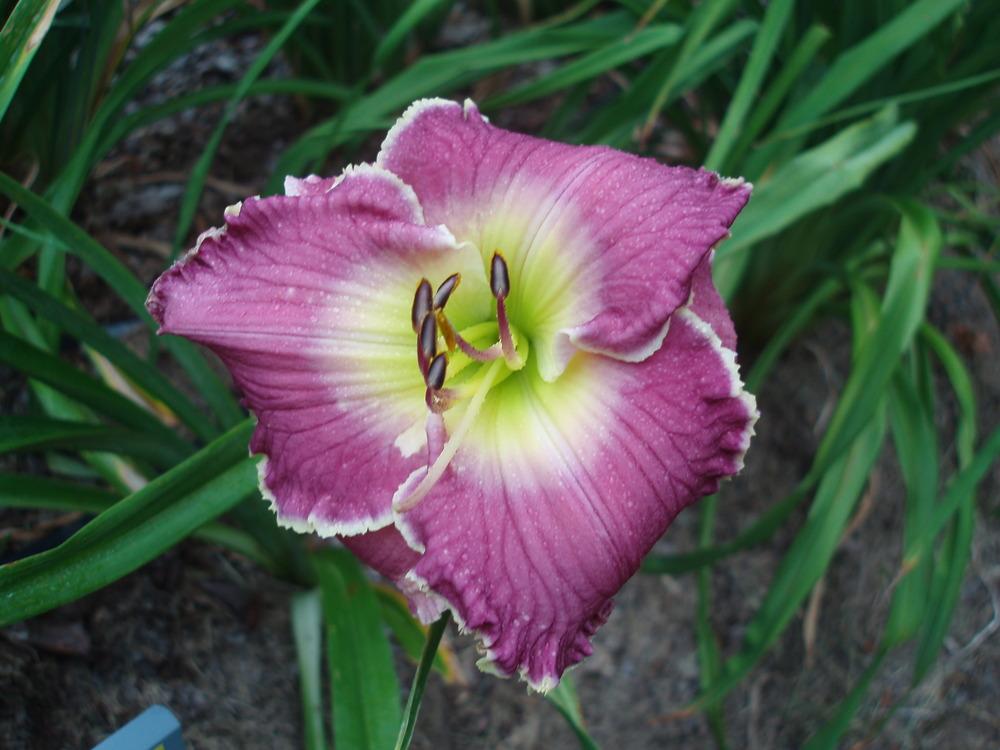 Photo of Daylily (Hemerocallis 'Violet Etching') uploaded by snickerspooh
