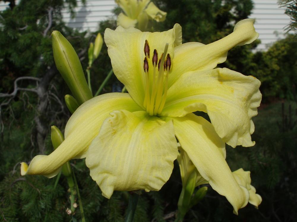 Photo of Daylily (Hemerocallis 'Beyond a Reasonable Doubt') uploaded by snickerspooh