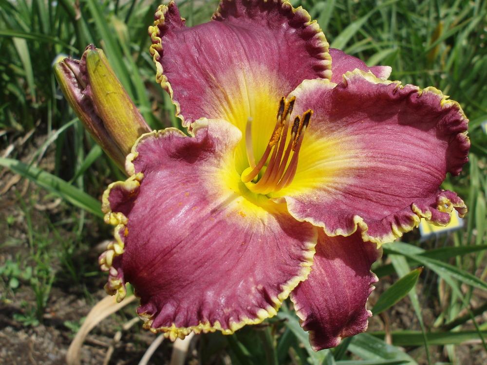 Photo of Daylily (Hemerocallis 'King of Camelot') uploaded by snickerspooh
