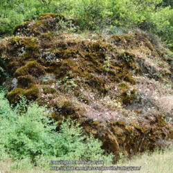 Location: South of Roseburg, Oregon
Date: Jun 11, 2012 
This rock is home to this plant and many other species. It is a v