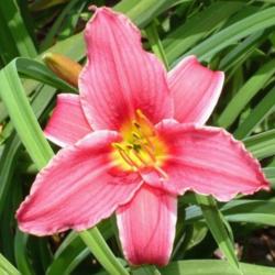 
 Courtesy of Banner Daylily Gardens Used with permission