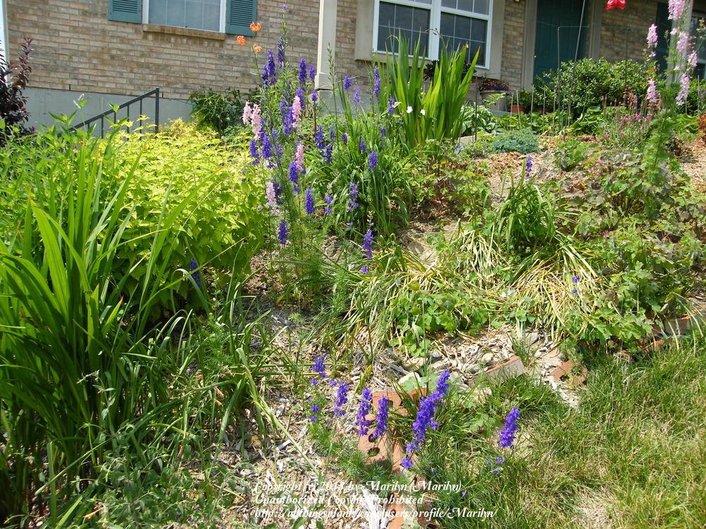 Photo of Larkspur (Consolida ajacis) uploaded by Marilyn