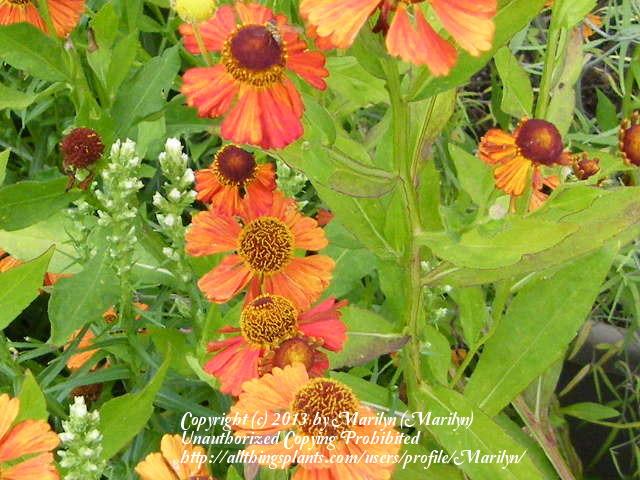 Photo of Common sneezeweed (Helenium autumnale var. autumnale) uploaded by Marilyn