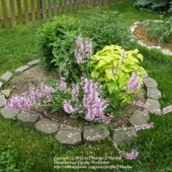 Location: My garden in Kentucky
Date: 2010-05-01