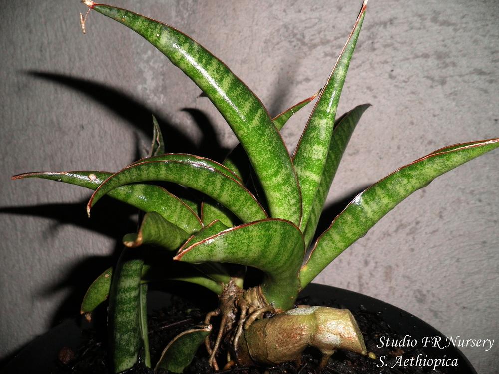 Photo of Snake Plant (Dracaena aethiopica) uploaded by STUDIOFRNursery