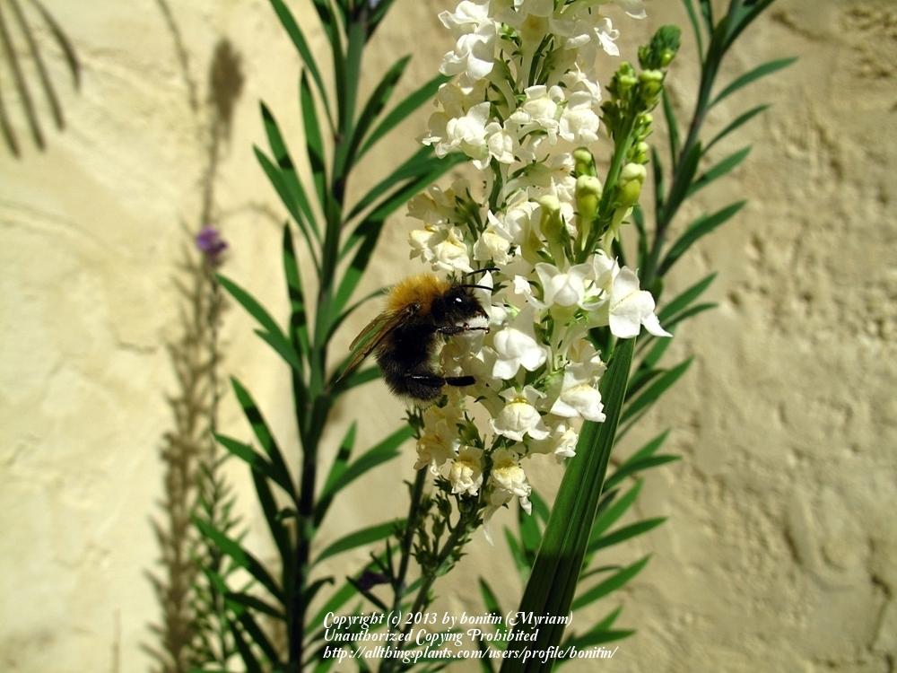 Photo of Toadflax (Linaria purpurea 'Alba') uploaded by bonitin