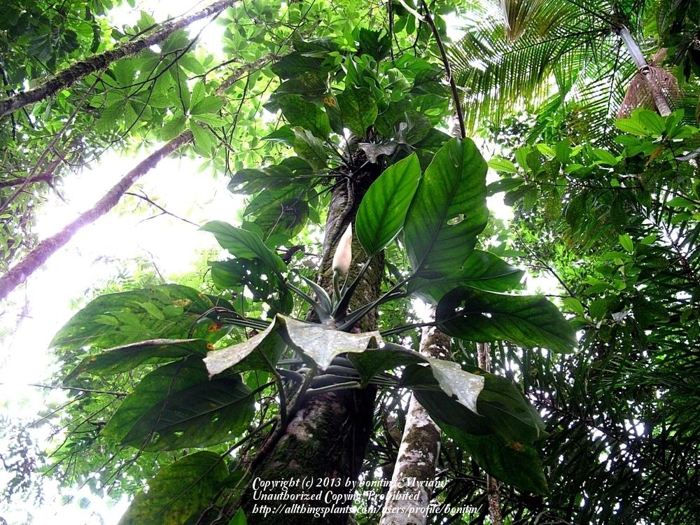 Photo of Swiss Cheese Philodendron (Monstera adansonii) uploaded by bonitin
