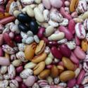 The Complete Guide to Seed Saving: An Article Containing Every Bit of Information That Could Possibly Be Useful