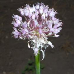Location: Paradise, Utah
Date: 2012-08-04
Garlic Flower with bulbils removed.