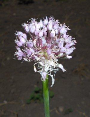 Photo of Garlic (Allium sativum) uploaded by joseph
