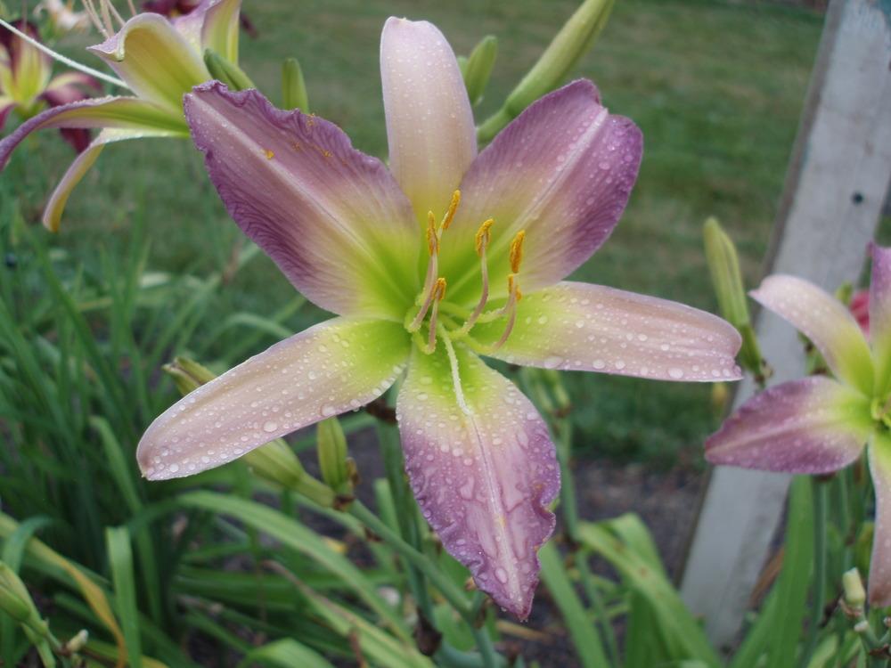 Photo of Daylily (Hemerocallis 'Only in Dreams') uploaded by snickerspooh