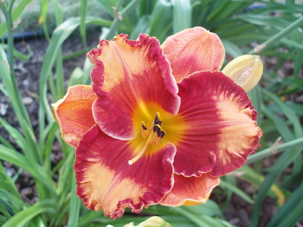 Photo of Daylily (Hemerocallis 'Tiger by the Tail') uploaded by snickerspooh