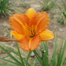Location: O'BANNON SPRINGS DAYLILIES
Date: 07/2012