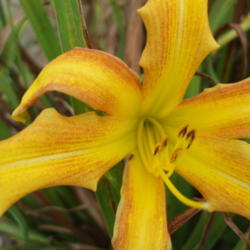 Location: O'BANNON SPRINGS DAYLILIES
Date: 07/2012