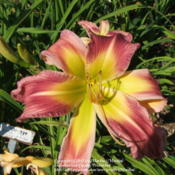 Location: Valley of the Daylilies in Lebanon, OH. Home of Dan and Jackie BachmanDate: 2005-07-10