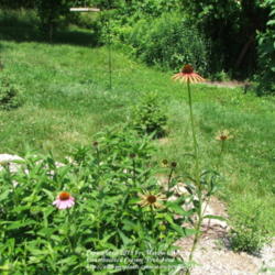 Location: My garden in Kentucky
Date: 2006-06-13
Tall plant on the right of the pic