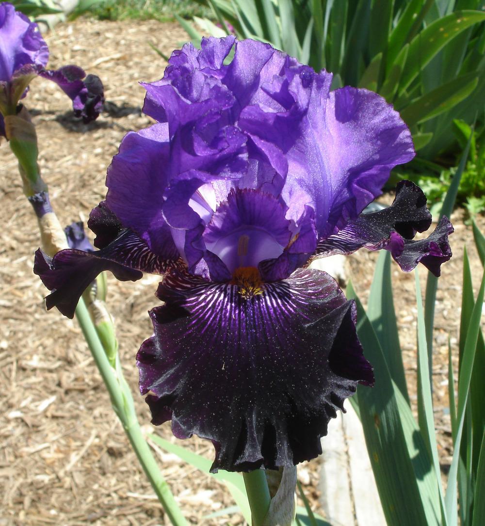 Photo of Tall Bearded Iris (Iris 'Night Bird') uploaded by Misawa77