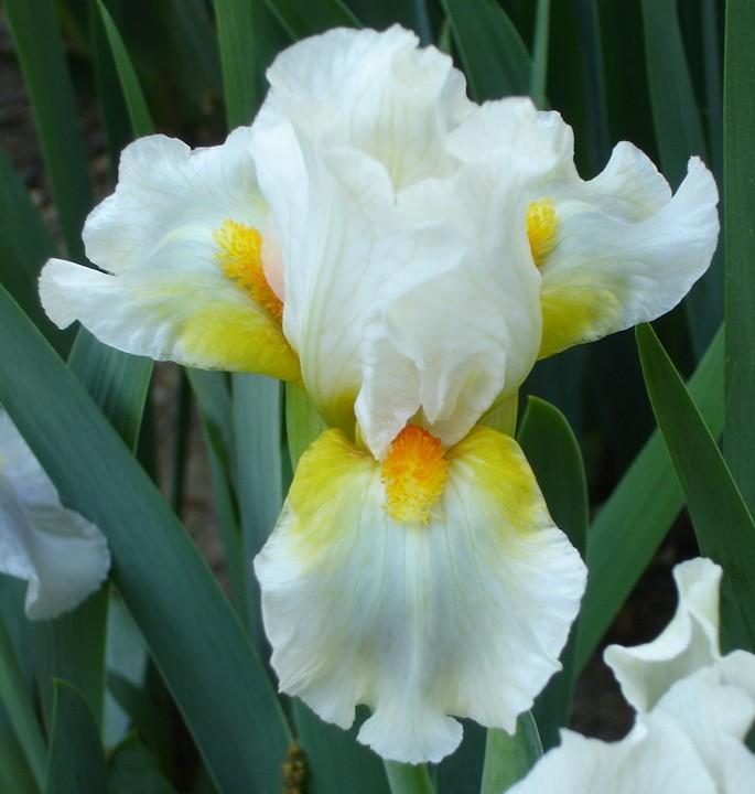Photo of Standard Dwarf Bearded Iris (Iris 'Bright Sprite') uploaded by Misawa77