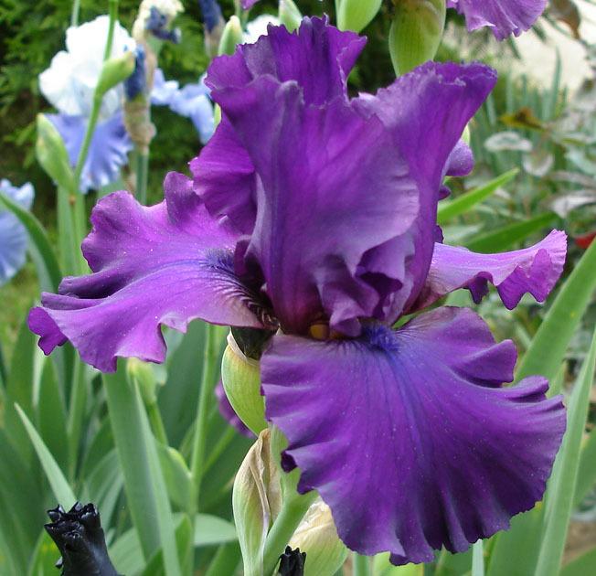 Photo of Tall Bearded Iris (Iris 'Love at First Sight') uploaded by Misawa77