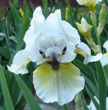 Photo of Tall Bearded Iris (Iris 'Blackbeard's Daughter') uploaded by Misawa77