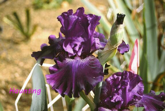 Photo of Tall Bearded Iris (Iris 'Haunting') uploaded by Misawa77