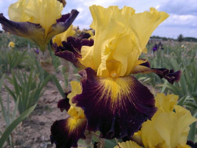 Photo of Tall Bearded Iris (Iris 'Grenade') uploaded by Misawa77
