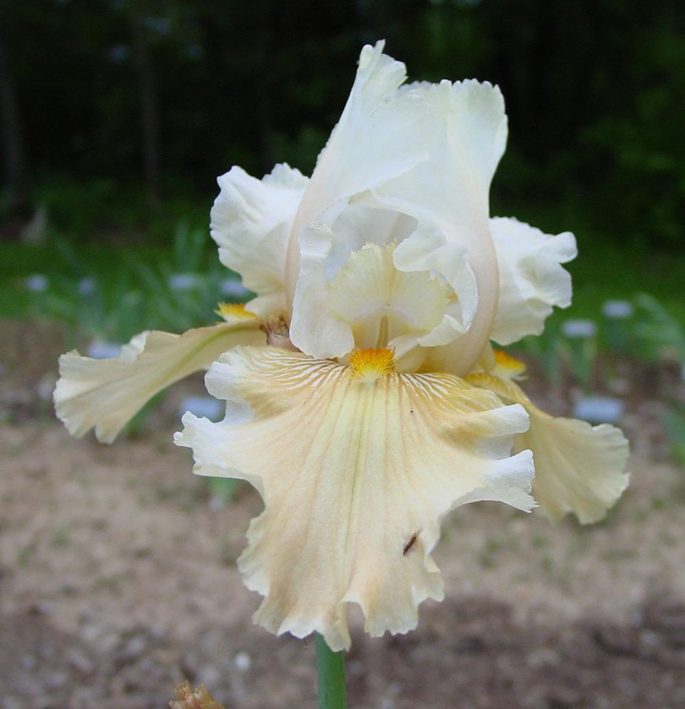 Photo of Tall Bearded Iris (Iris 'Carefree Days') uploaded by Misawa77