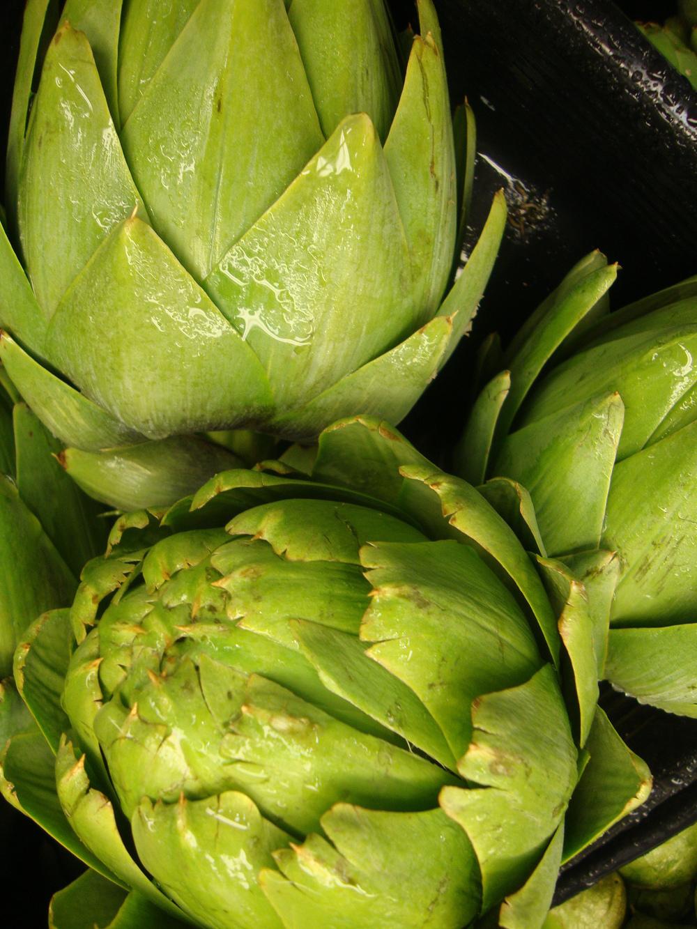 Artichokes Plant Care and Collection of Varieties