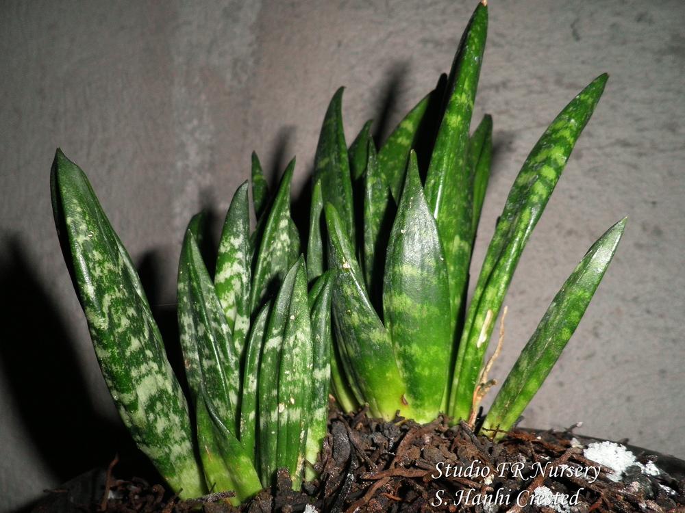 Photo of Snake Plant (Dracaena trifasciata 'Hahnii Crested') uploaded by STUDIOFRNursery