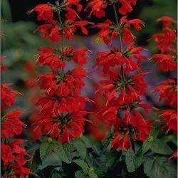 Photo of Scarlet Sage (Salvia coccinea 'Lady in Red') uploaded by SongofJoy