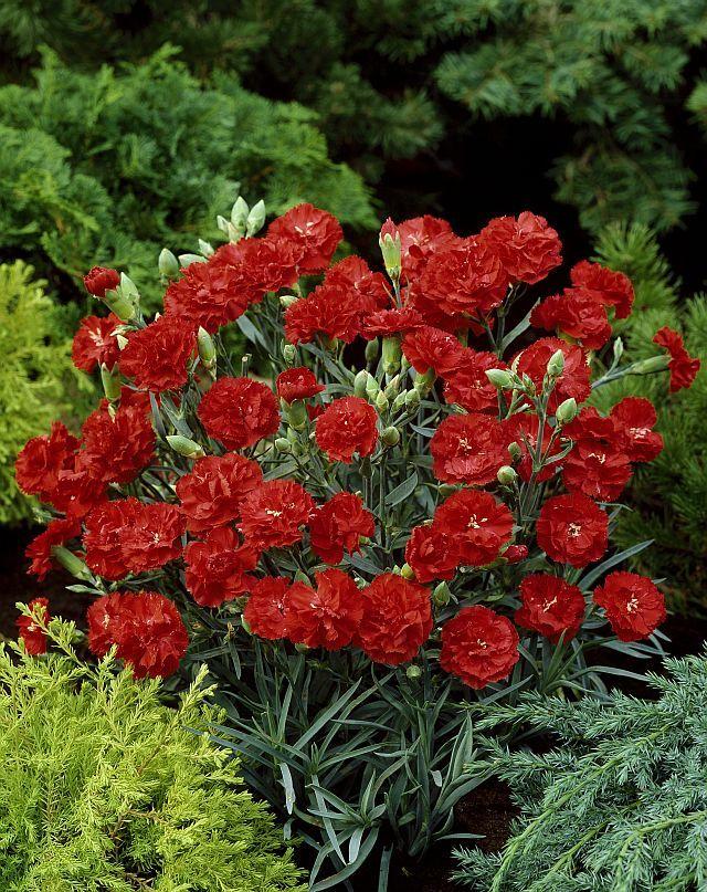 Photo of Hardy Carnation (Dianthus caryophyllus 'Can Can Scarlet') uploaded by SongofJoy