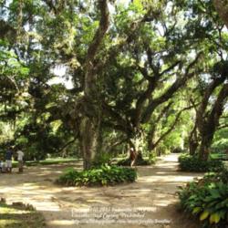 Location: Botanical Garden, Rio de Janeiro
Date: 2010-01-16