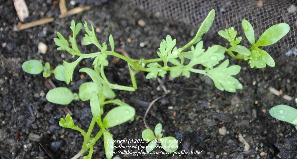 Photo of Garden Cress (Lepidium sativum) uploaded by chelle