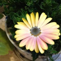 Location: Indoors--potted plant
Date: 2013-01-16
Light color variation