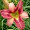  Courtesy of Banner Daylily Gardens Used with permission