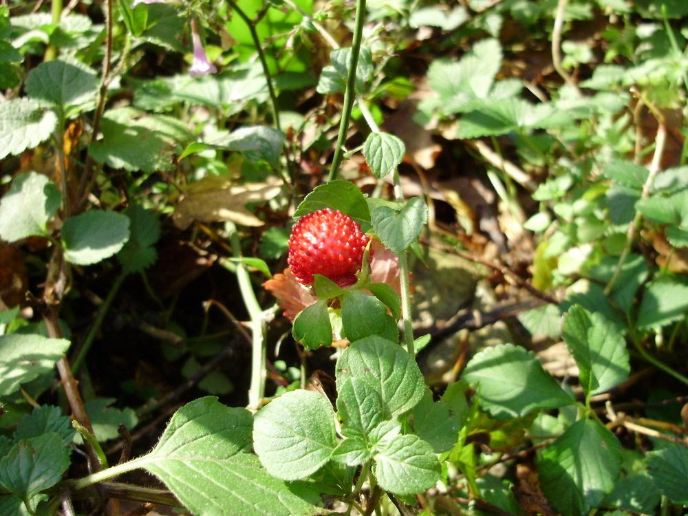 Photo of Mock Strawberry (Potentilla indica) uploaded by yurikashtanov