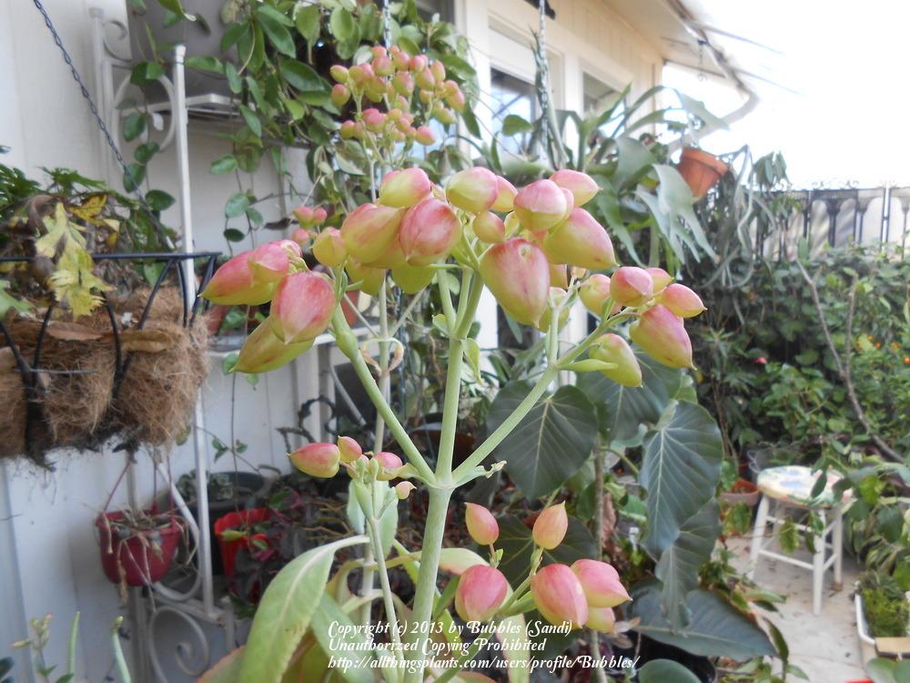 Photo of Mother of Thousands (Kalanchoe daigremontiana) uploaded by Bubbles