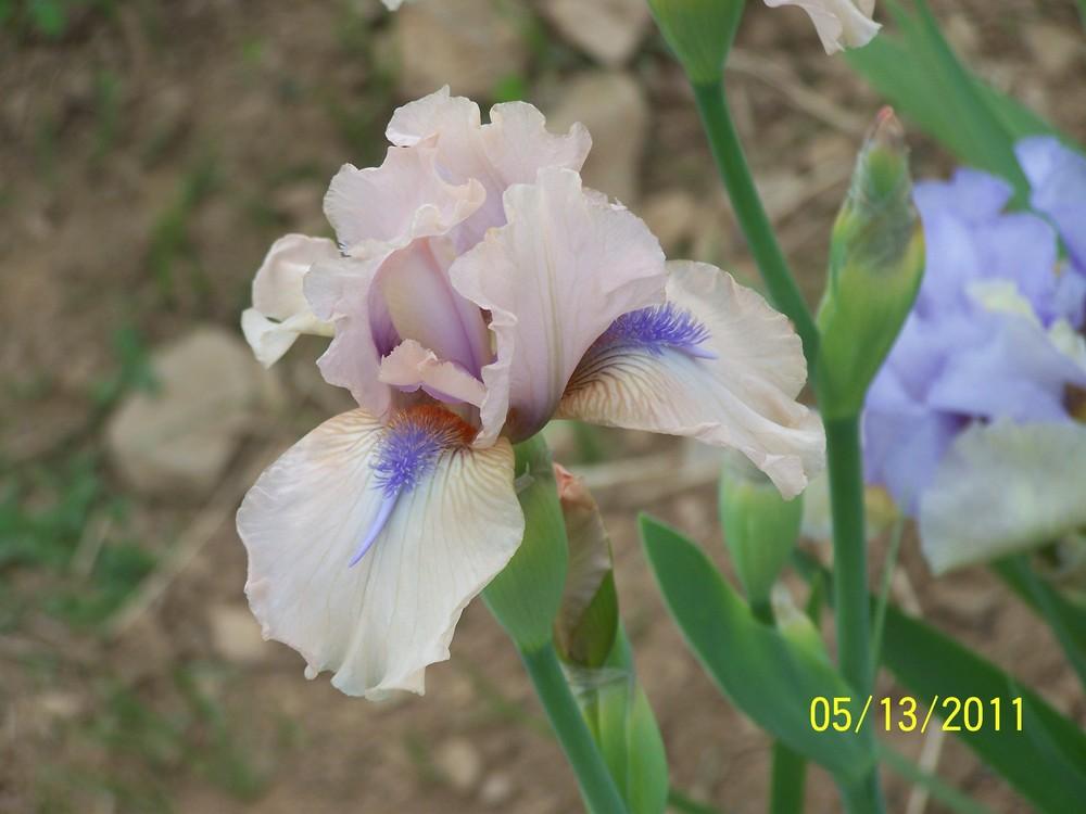 Photo of Intermediate Bearded Iris (Iris 'Concertina') uploaded by Misawa77
