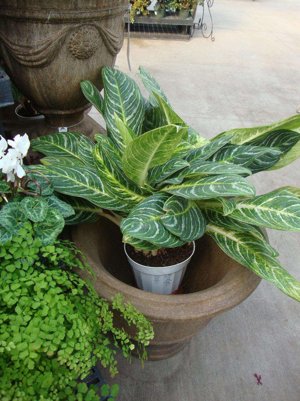 Photo of Chinese Evergreen (Aglaonema Key Lime™) uploaded by Paul2032