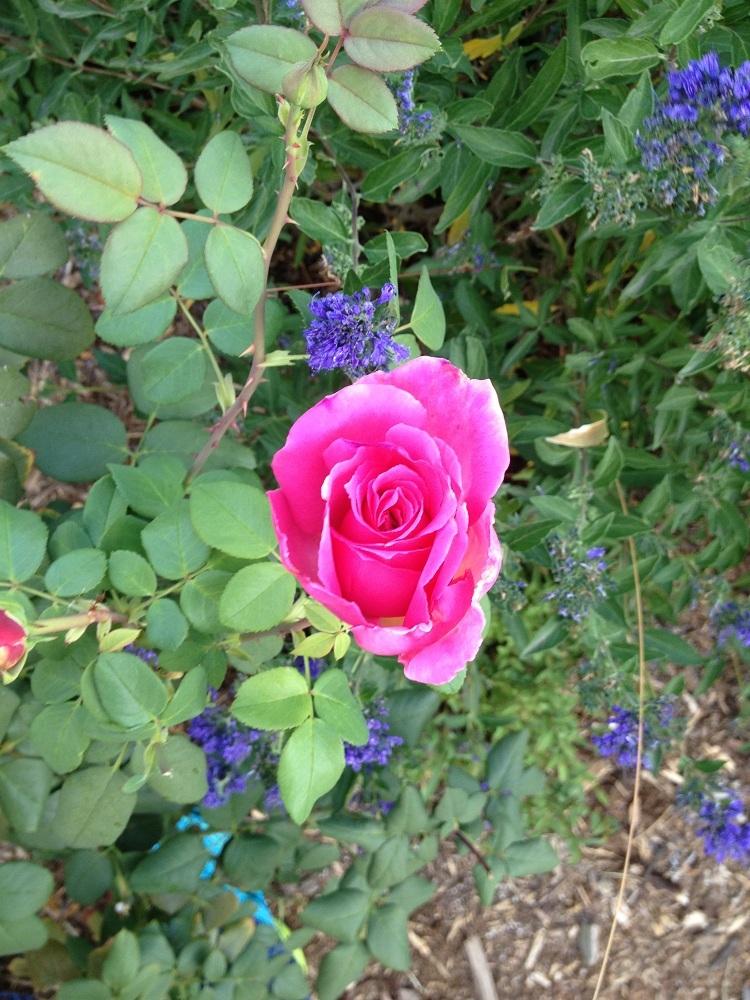 Photo of Rose (Rosa 'Duftrausch') uploaded by Skiekitty