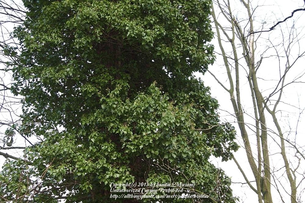 Photo of English Ivy (Hedera helix) uploaded by bonitin