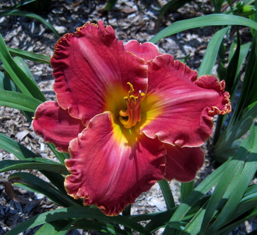 Photo of Daylily (Hemerocallis 'Places in the Heart') uploaded by geno