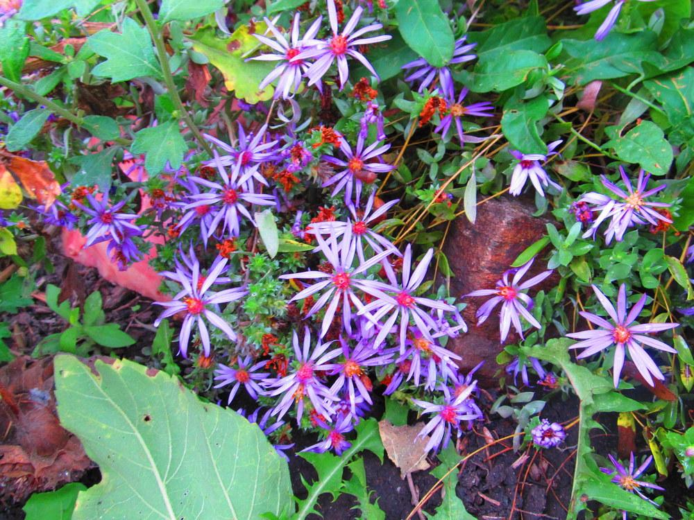 Photo of Smooth Blue Aster (Symphyotrichum laeve) uploaded by jmorth