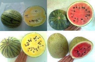 Photo of Watermelons (Citrullus lanatus) uploaded by joseph