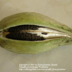 Location: Valencia region, Spain
Date: 2013-01-16
seedpod with seeds