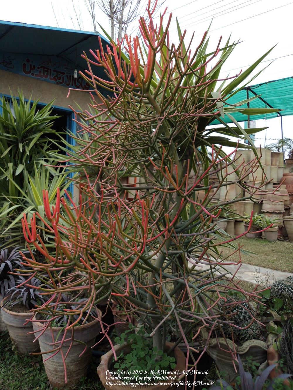 Photo of Pencil Cactus (Euphorbia tirucalli 'Firesticks') uploaded by KAMasud