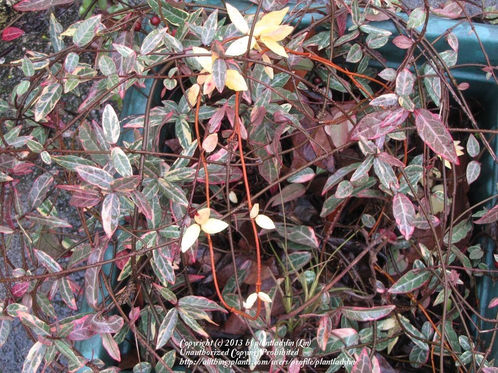 Photo of Asian Jasmine (Trachelospermum asiaticum 'Variegatum') uploaded by plantladylin