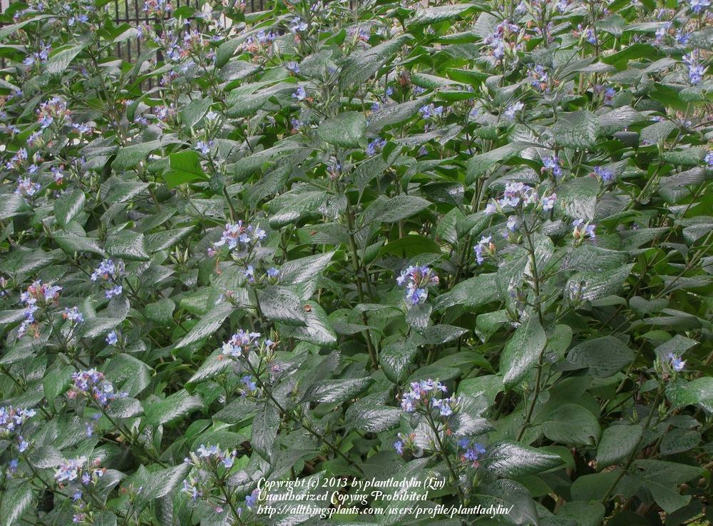Photo of Blue Sage (Eranthemum pulchellum) uploaded by plantladylin